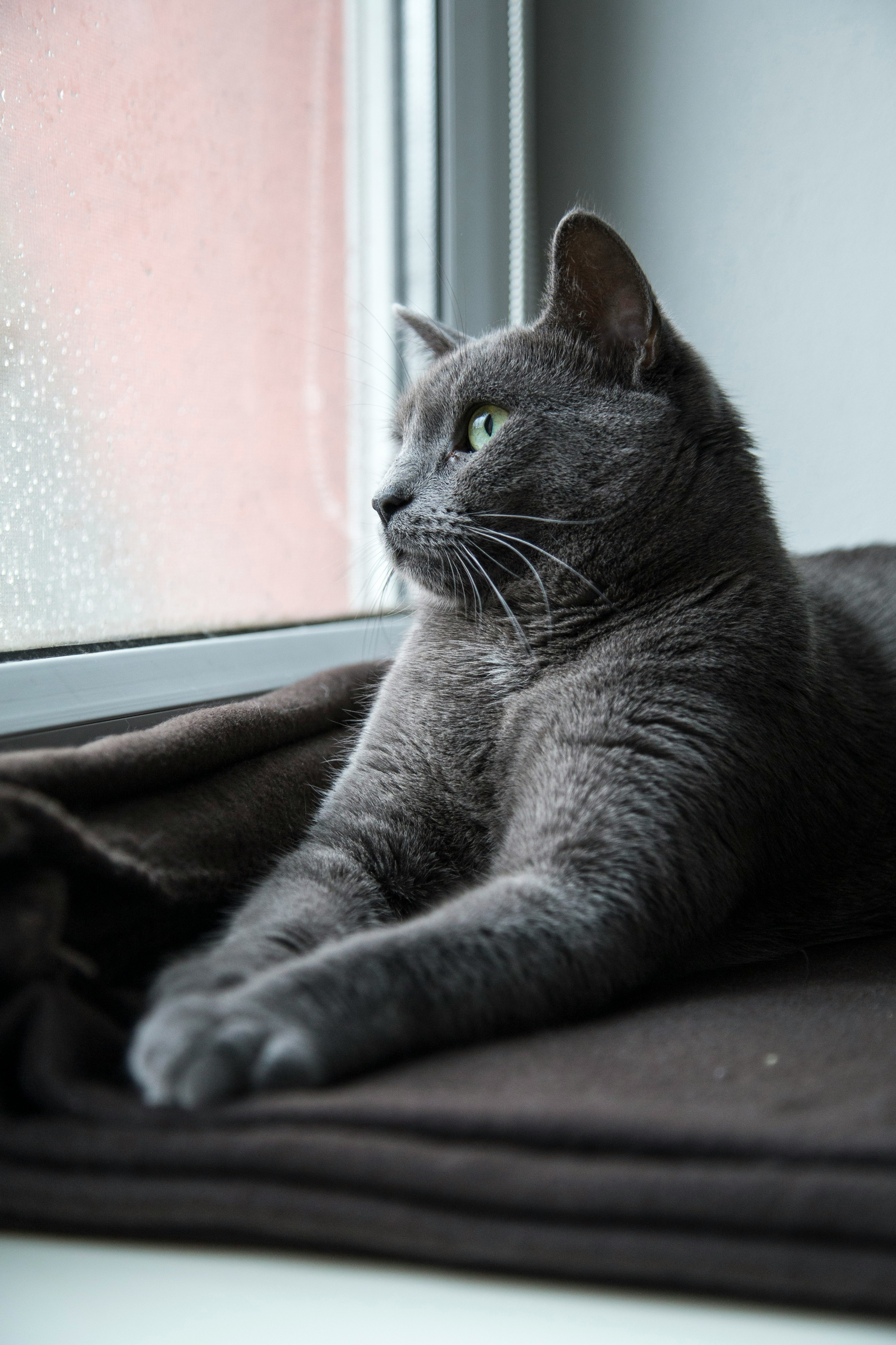 russian blue cat lying on brown textile